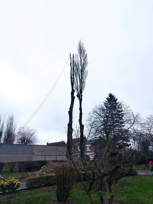 Deux peupliers d'Italie démontés section par section, fûts encore debout.