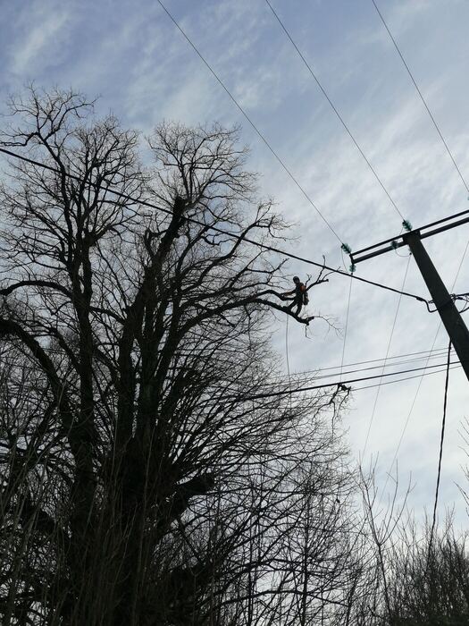 Arboriste sur corde dégageant les branches autour d'une ligne électrique aérienne.